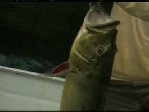 Peacock Bass Fishing | Amazon Brazil Video