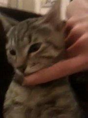 Le Chat Miaou Trop Drole