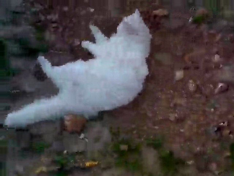 funny cat