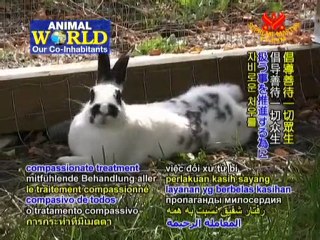 The Responsible Animal Care Society