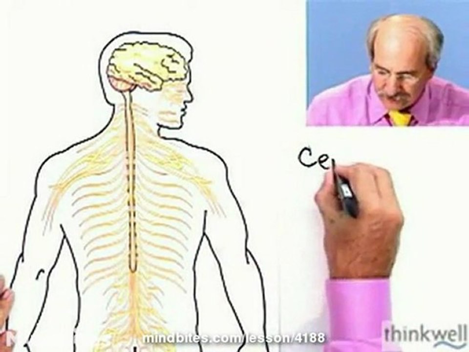 Biology Nervous Systems and the Neuron