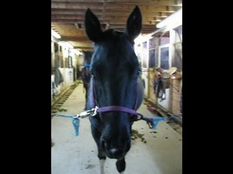 Mon année 2009 à l'écurie !! 5 jan 2010