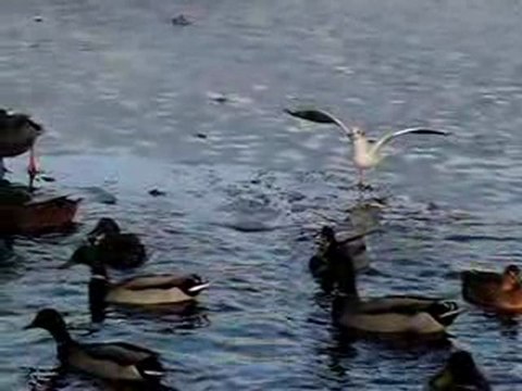 Vol de mouettes / Ralenti / Prise de vue EX-FC100 à 210 i/s