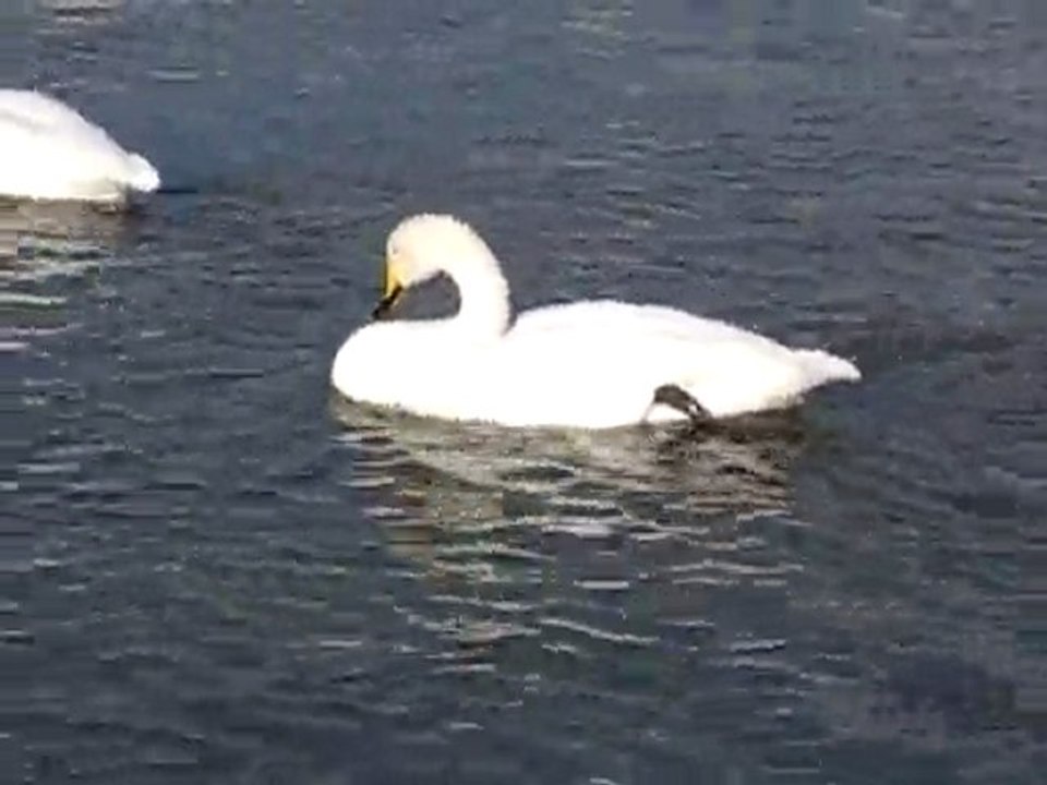 松川の白鳥