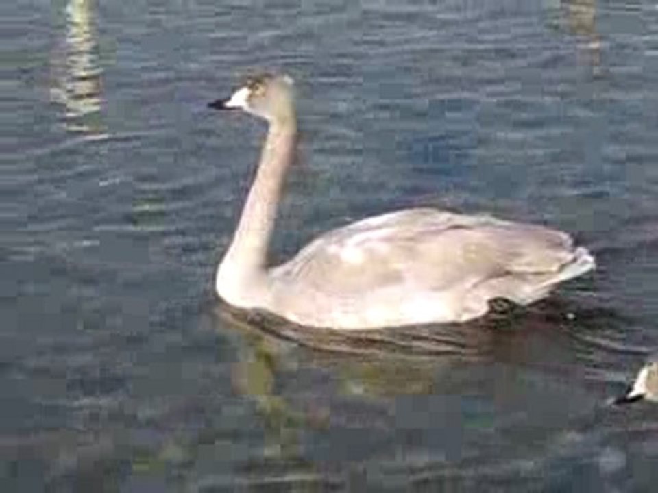 松川の白鳥
