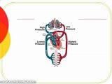 Circulatory System 1