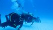 Diving with Bull Sharks / Los Tiburones de Playa del Carmen