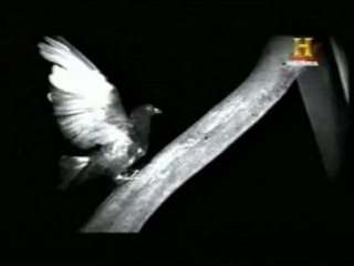 Aves: Evolucion del vuelo