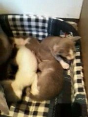 Papa s'occupe de ses petits...suite