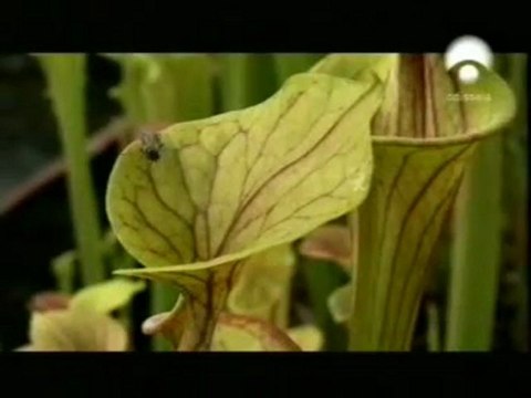 Inteligencia vegetal: Plantas carnivoras