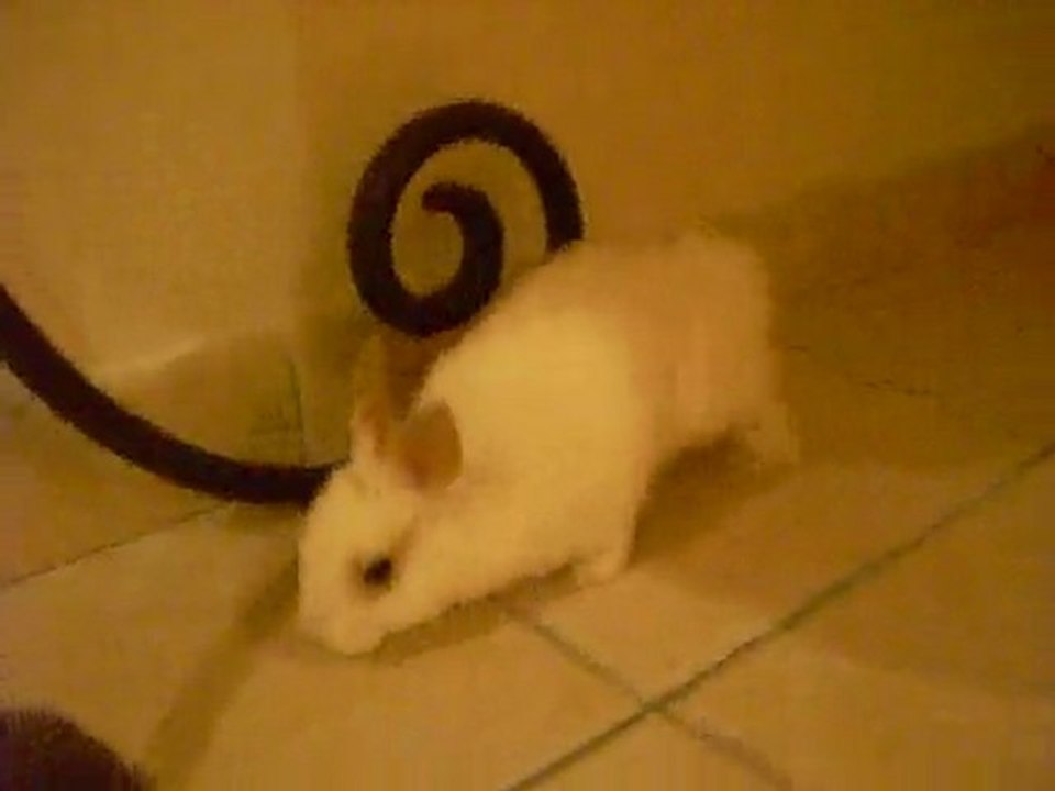 Lapinou-Flocon-xx