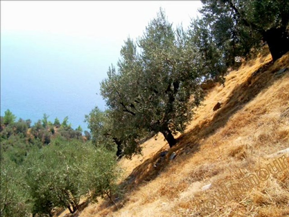 Lesbos patrie de l'Olivier.2009