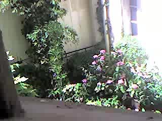 Des fleurs à mon balcon