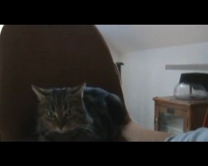 Themis joue avec sa queue