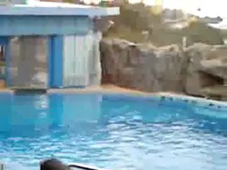 Ocean Park  & Aquarium