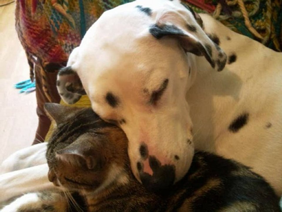 Chiens_a_adopter_dalmaSF_2010_01_07