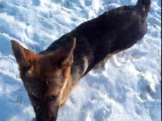 toutous dans la neige 015