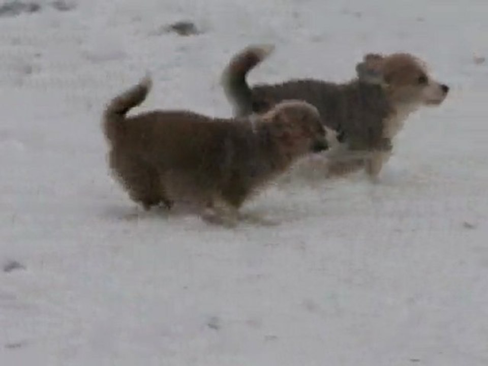 Des peluches dans la neige