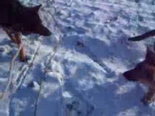 toutous dans la neige 045