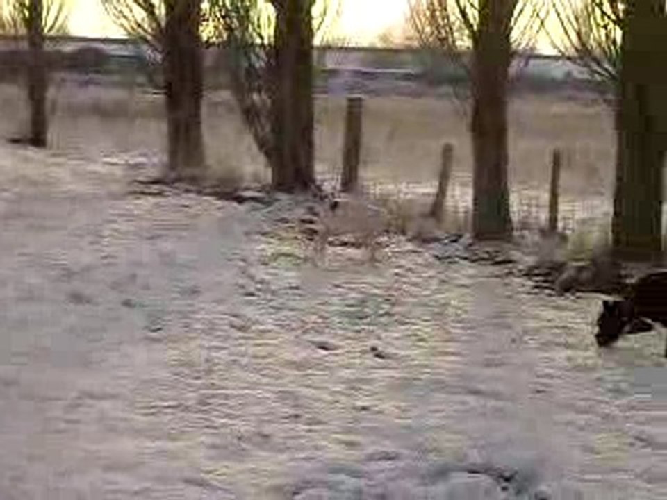 Chiennes neige 2010 cherche