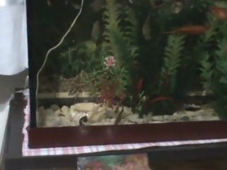 MUZ NASIL YENİR ? :) HOW A SLICE OF BANANA IS EATEN