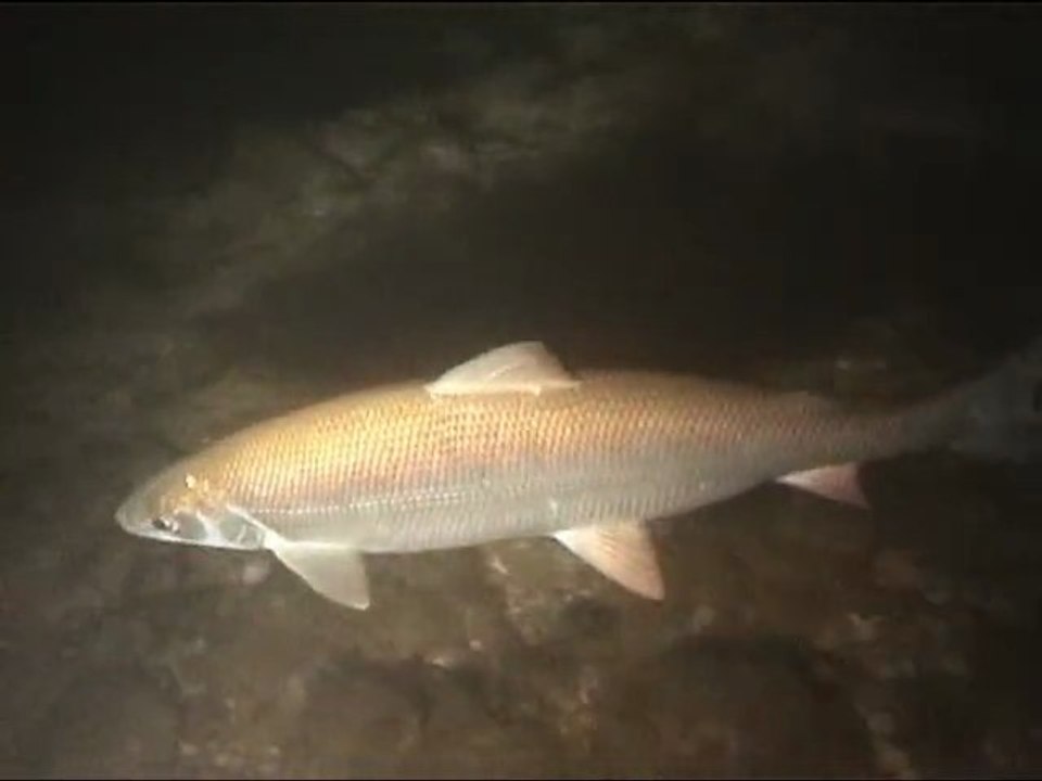 la féra du lac Léman