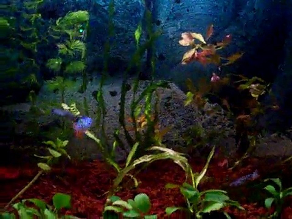 Bitkili Lepistes akvaryumum