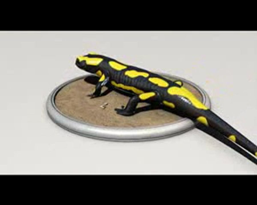 Turn_Around_Salamandre_SD
