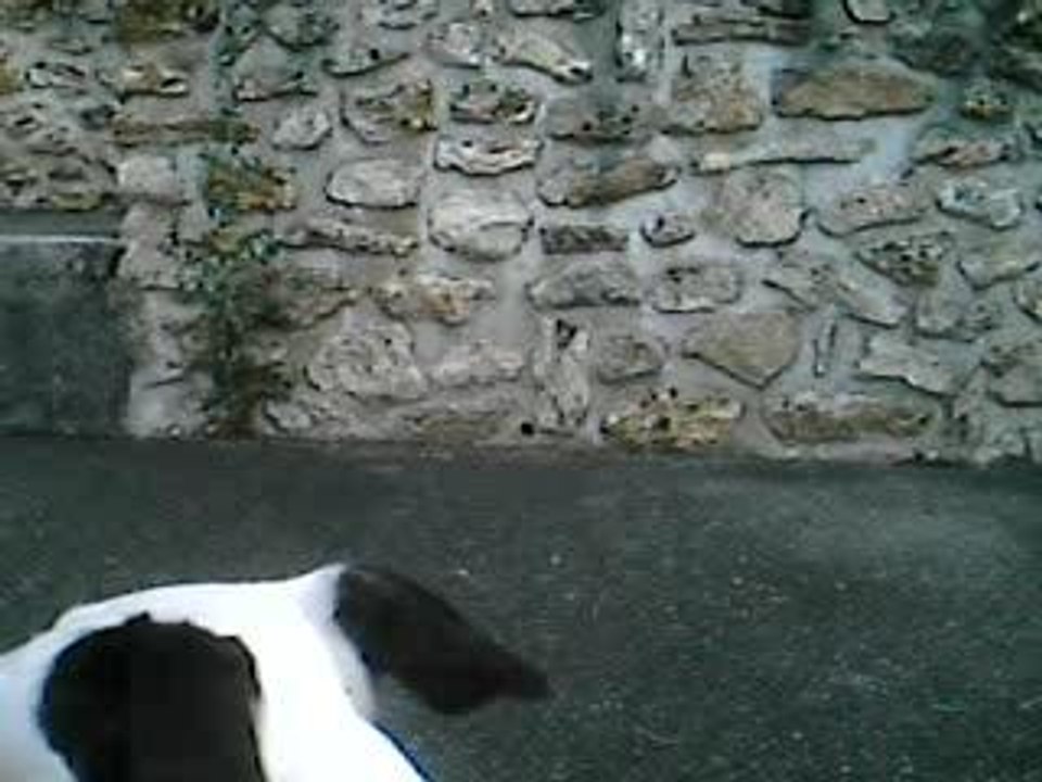 saut d'amstaff