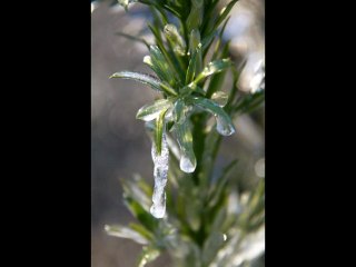 Frozen Florida - Palm Coast, Florida