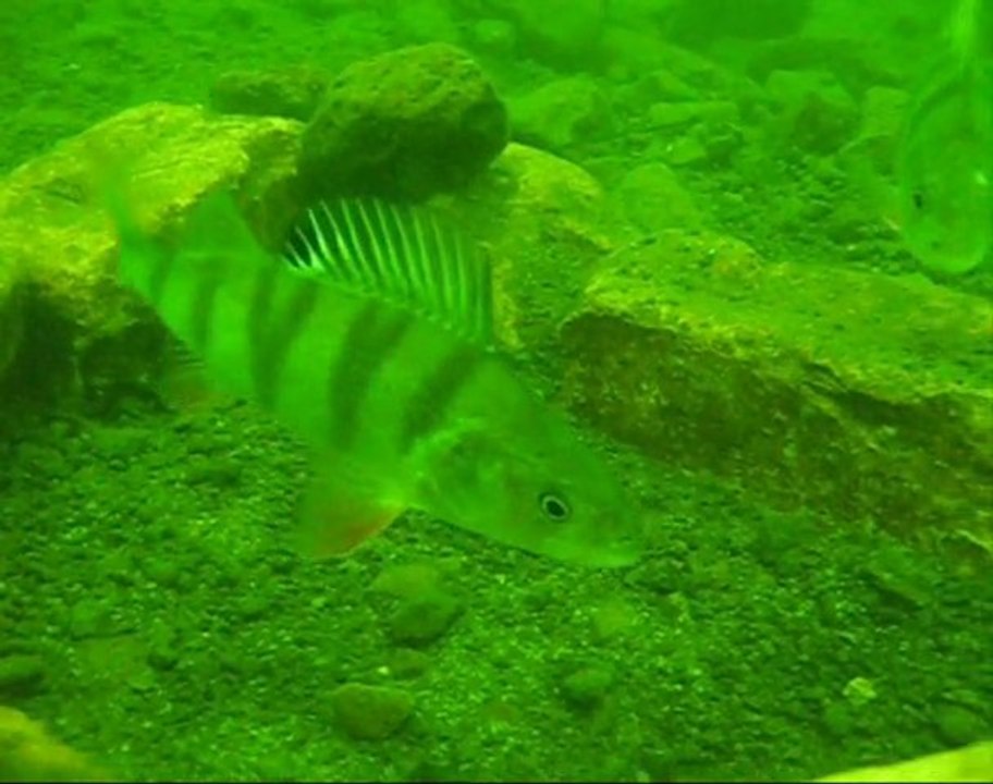 Lake Pupuke Diving