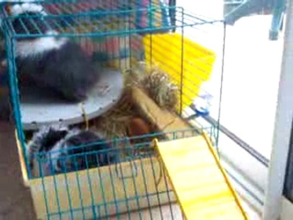 100_7436 Panda et Dior nos  bébés lapins béliers teddys