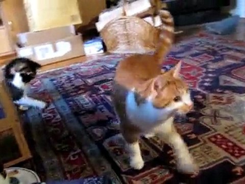 TEKIR & aport 08.01.2010 001