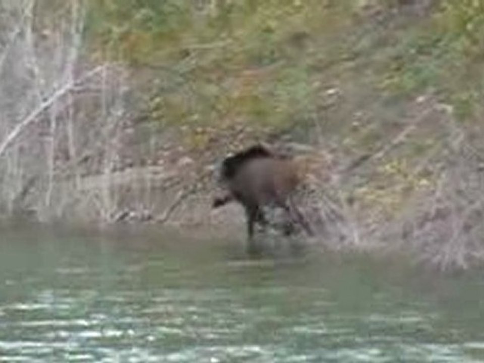 sanglier qui sort de l'eau