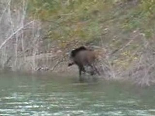 sanglier qui sort de l'eau
