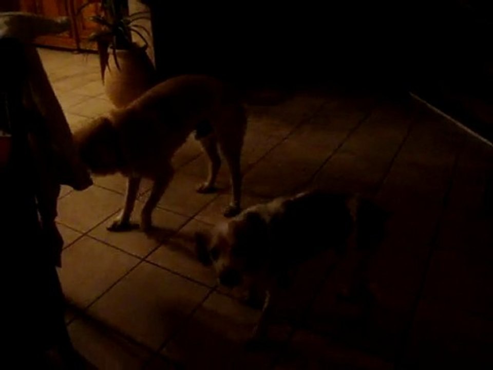 3 beaux toutous !!