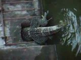 Varan Bangkok