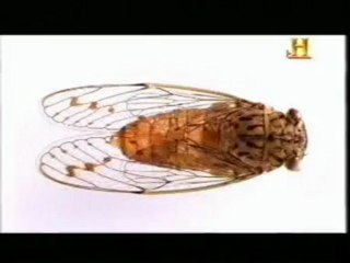 Evolucion: El vuelo de los insectos