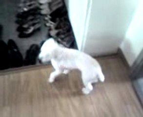 GOLDEN TOY POODLE by YOONKEE KIM