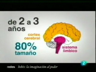 Desarrollo cerebral infantil: Fases