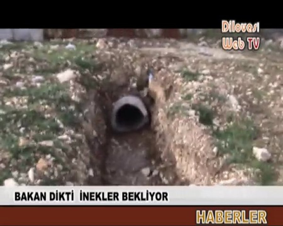 BAKAN DİKTİ  İNEKLER BEKLİYOR