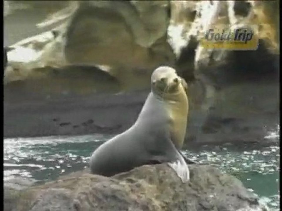 FGold Galapagos
