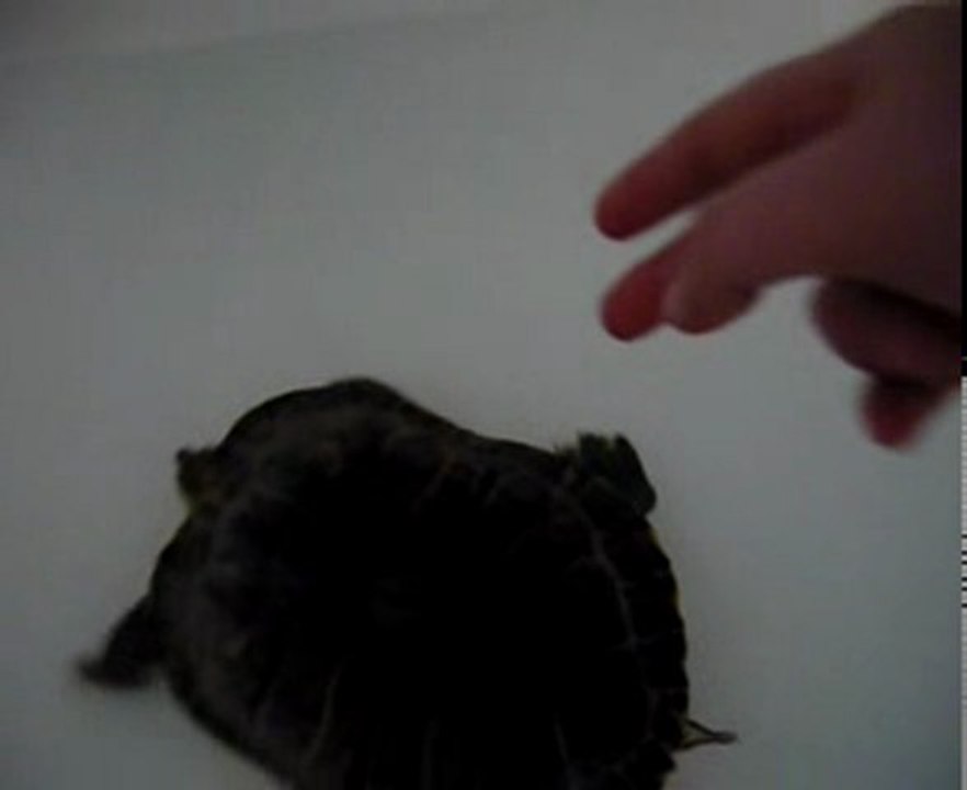 Ecaille ma tortue