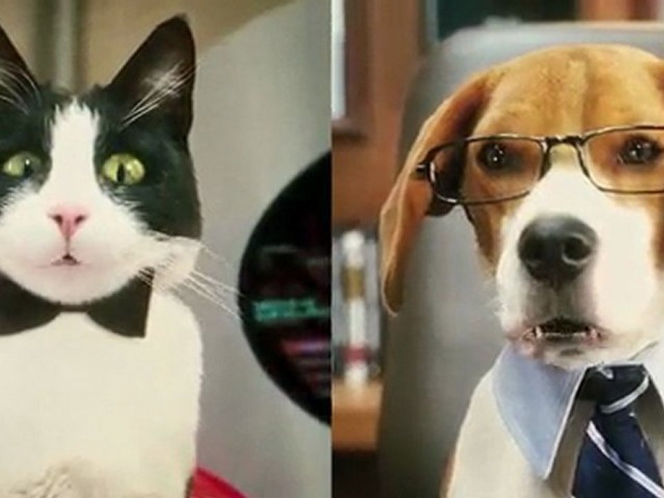 Cats & Dogs - Die Rache der Kitty Kahlohr – offizieller Trai