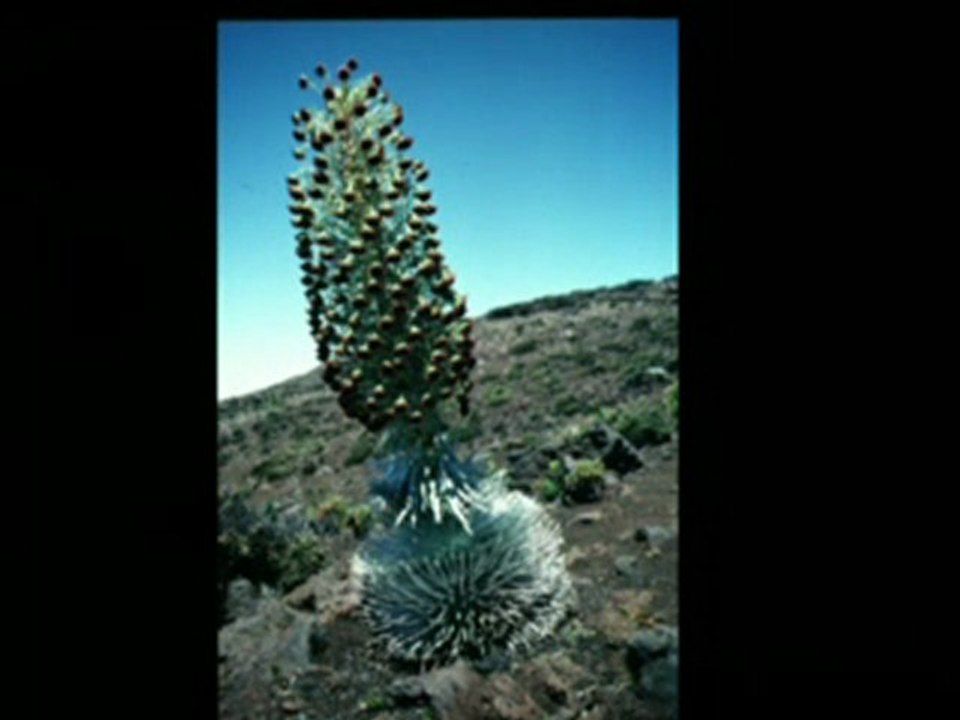 Cours architecture des plantes