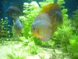 Bac discus