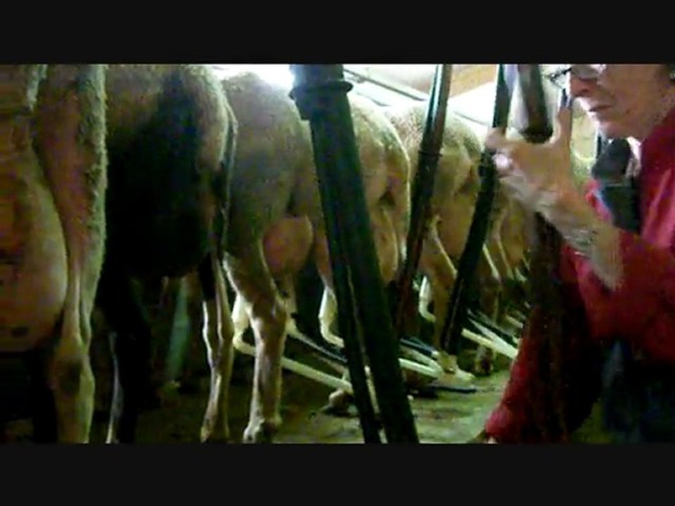 La Traite des "moutons"