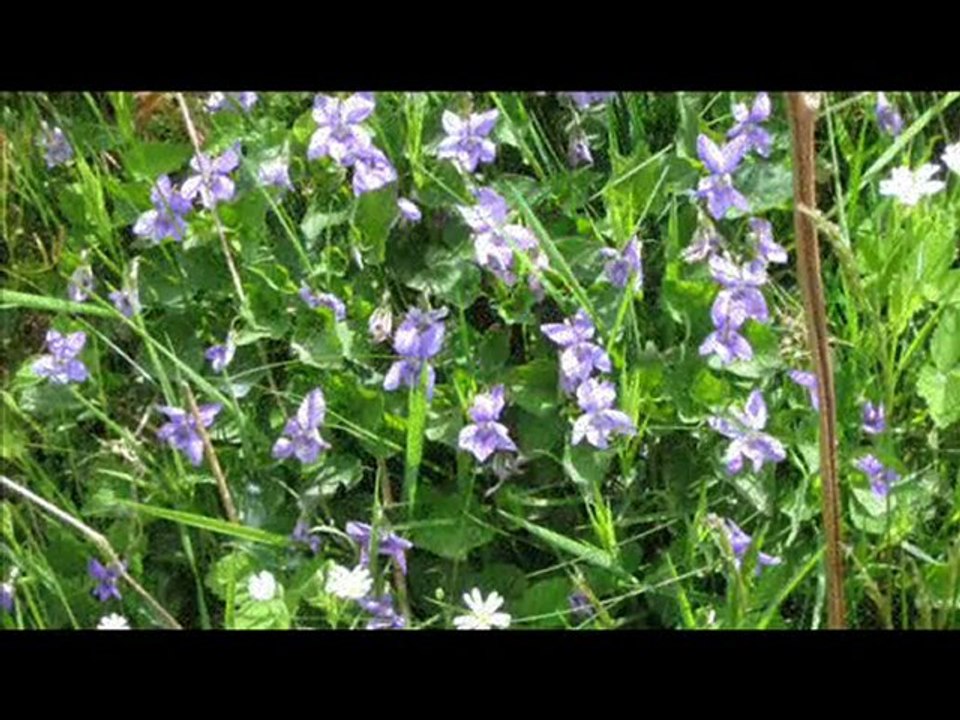 Blumen und Tiere der La Vicomterie Normandie