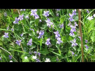 Blumen und Tiere der La Vicomterie Normandie