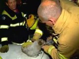 Cãozinho heroi salva gatinhos em um incêndio